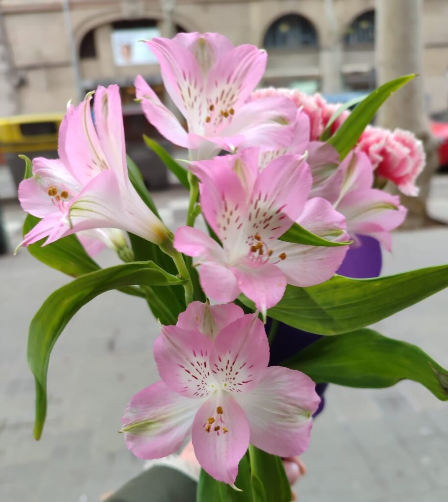 Flores Astromelias