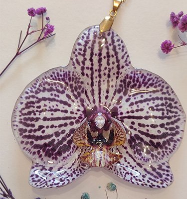 Categoría de orquídeas