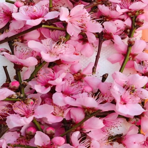 Prunus Flores Prunus